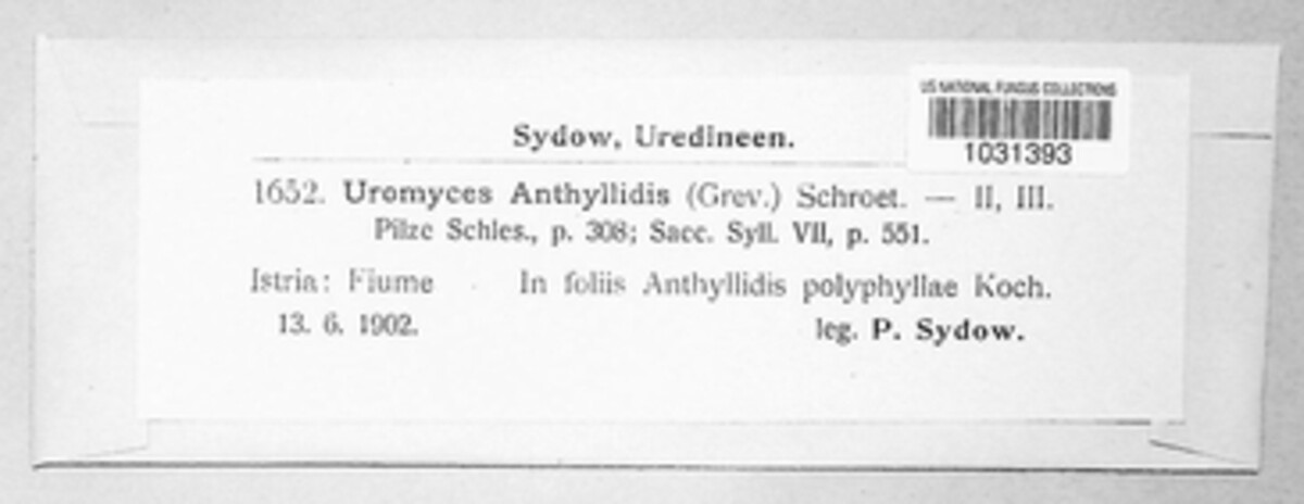 Uromyces anthyllidis image